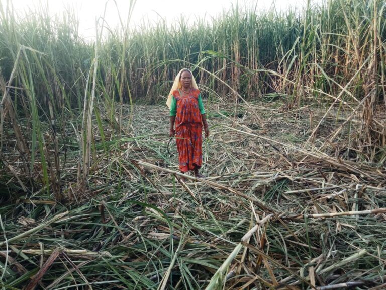 जङ्गली हात्ती उखु बालीमा पसेपछि …