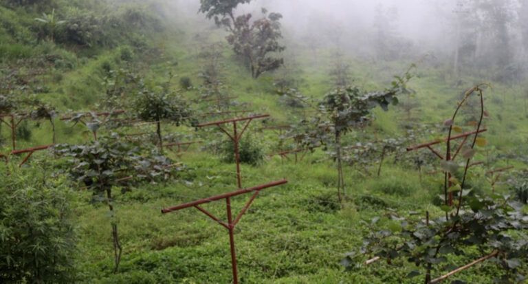 परम्परागत बालीको विकल्प बन्दै किवी