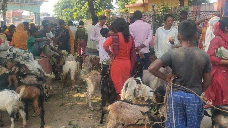 आर्थिक मन्दिकाे प्रभावः खरिद गर्ने मानिस नहुदाँ सस्ताेमा खसी-बोका बेच्न किसान बाध्य