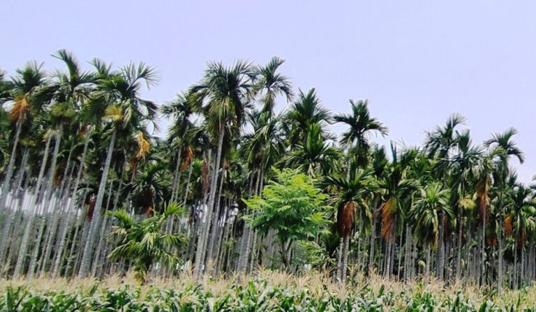सुपारीसँगै फस्टायो मरिच खेती