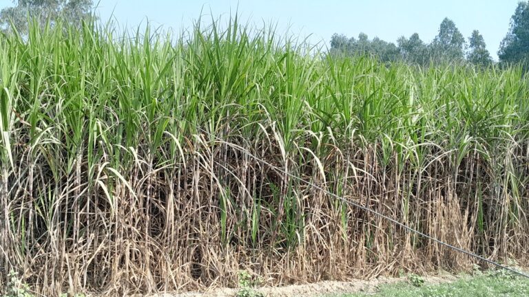सर्लाहीका उखु किसानले पाए अनुदानबापतको रकम