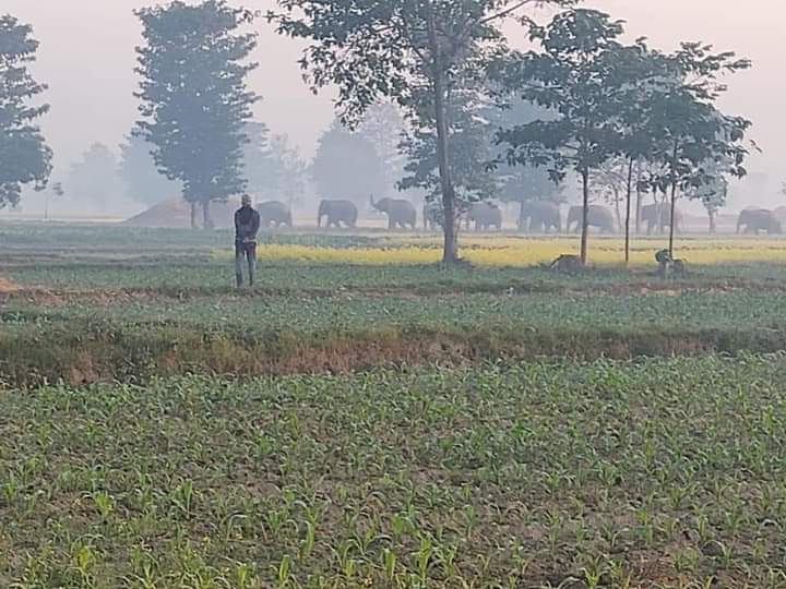 उर्लाबारीमा हात्ती आतंक, स्थानिय त्रसित