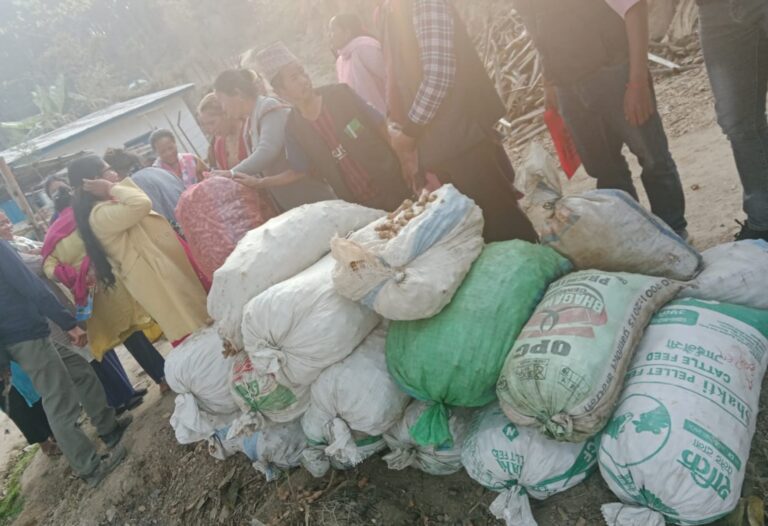 बेसार प्रवर्द्धन गर्दै इलामको माङसेबुङ पालिका
