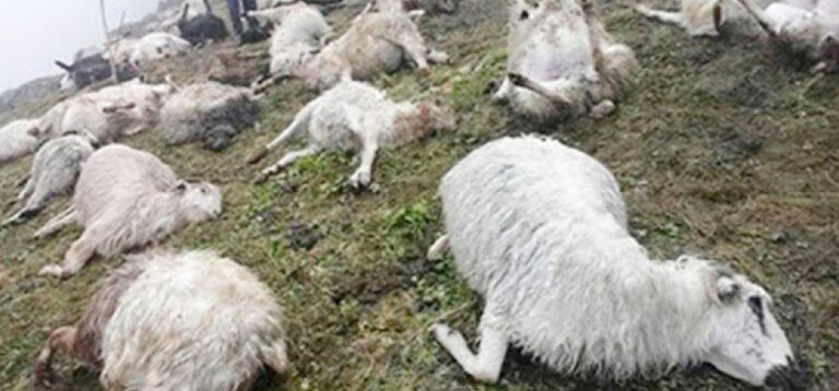 संखुवासभामा चट्याङ लागेर एकै गोठका ७२ भेडा मरे