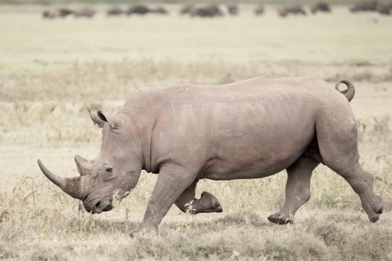 नवलपरासीको कावासोतीमा गैँडाको आक्रमणबाट एक जनाको मृत्यु